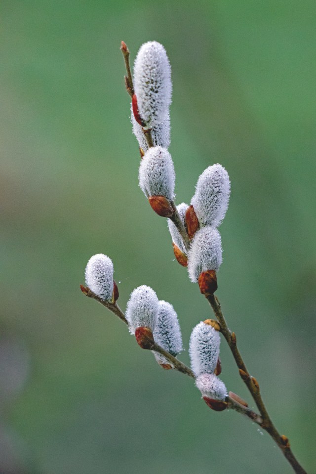 Close-up van zachte wilgenkatjes tegen een groene achtergrond op Natuurbegraafplaats Geestmerloo