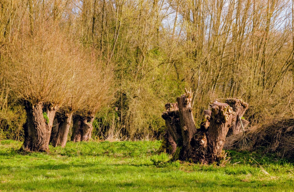 Knotwilgen in het ochtendlicht bij Geestmerambacht, met een contrast tussen volle kruinen en geknotte stammen tegen een bosrand.
