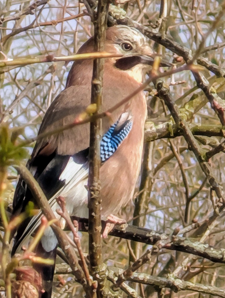 Een close-up foto van een Vlaamse gaai die tussen takken zit, met zijn blauw-geblokte vleugelspiegel goed zichtbaar.