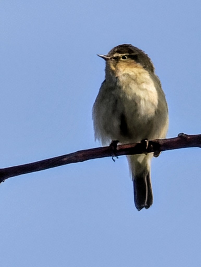 De Tjiftjaf: Een vroege voorjaarsbode op Geestmerloo