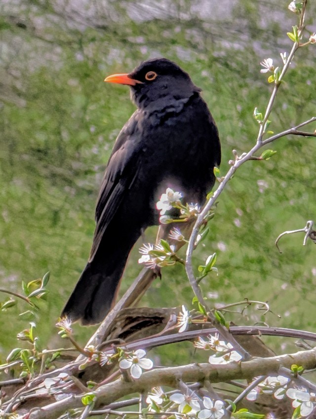 Een verstild beeld van een zwarte merel in een boom vol witte lentebloesem. De vogel kijkt aandachtig opzij, met zijn karakteristieke oranje snavel en gele oogring als scherpe kleuraccenten tegen de zachte, groene achtergrond van het Geestmerambacht.