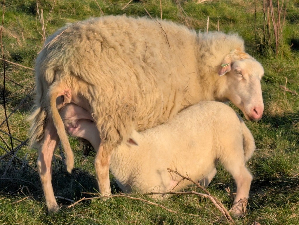 Een foto van een crèmekleurige ooi die stilstaat in een grasveld terwijl haar jonge lam bij haar drinkt. De dieren worden verlicht door een warme, lage zon die de textuur van de wol accentueert. Op de achtergrond is groen gras en wat droge takken zichtbaar.